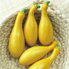 Dixie, (F1) Squash Seeds